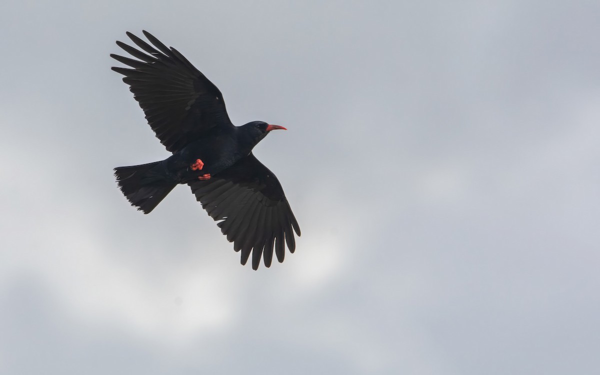 Red-billed Chough - Dan Owen