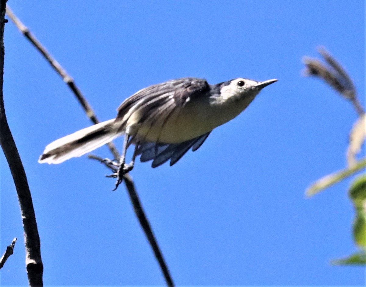 Creamy-bellied Gnatcatcher - ML543349671