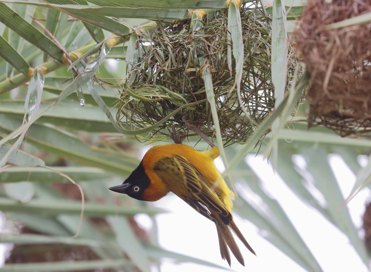 Lesser Masked-Weaver - ML543350391