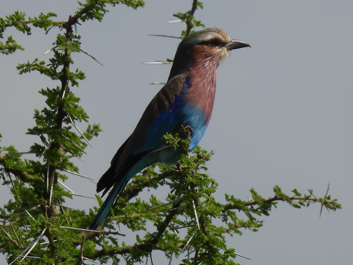 Lilac-breasted Roller - ML543351341