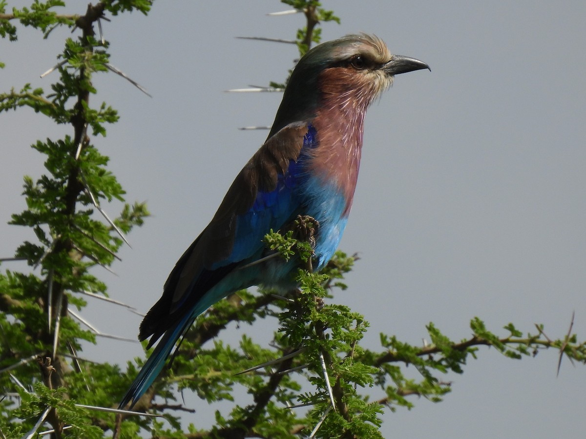Lilac-breasted Roller - ML543351401