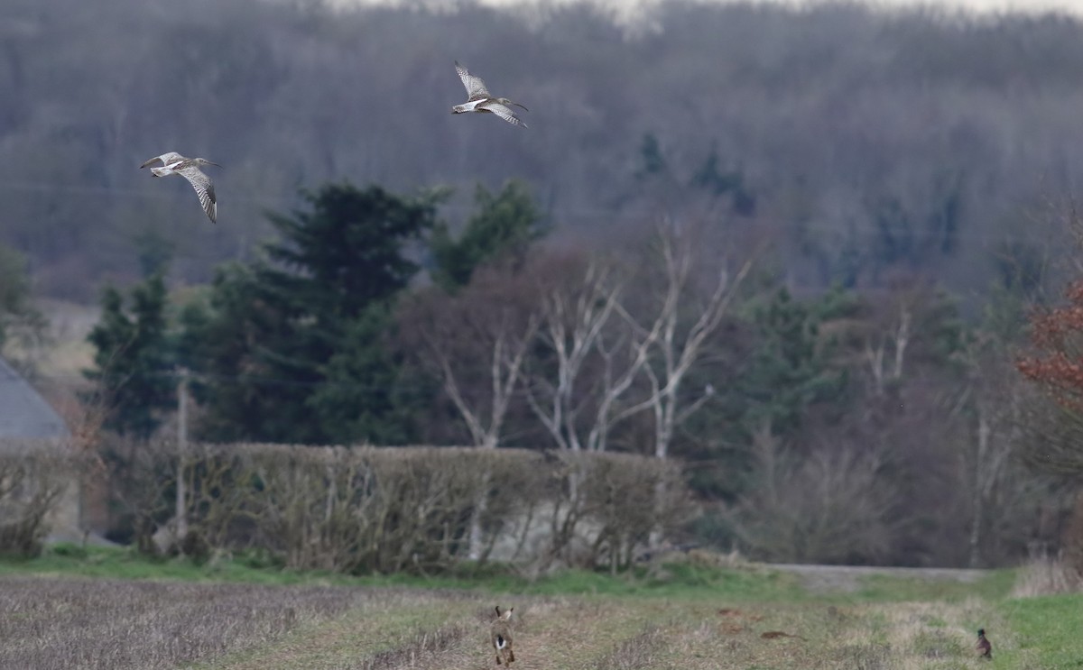 Eurasian Curlew - ML543351491