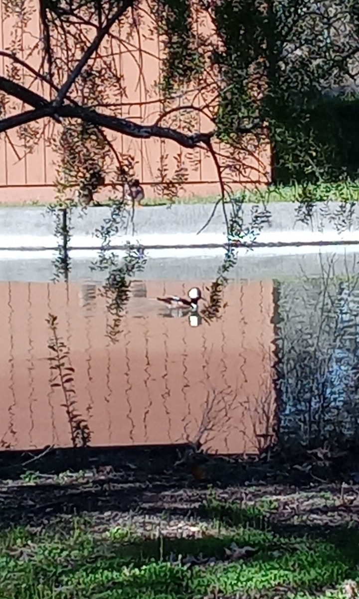 Hooded Merganser - ML543351991