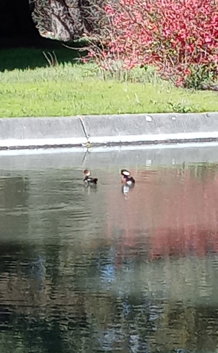 Hooded Merganser - Logan Southall