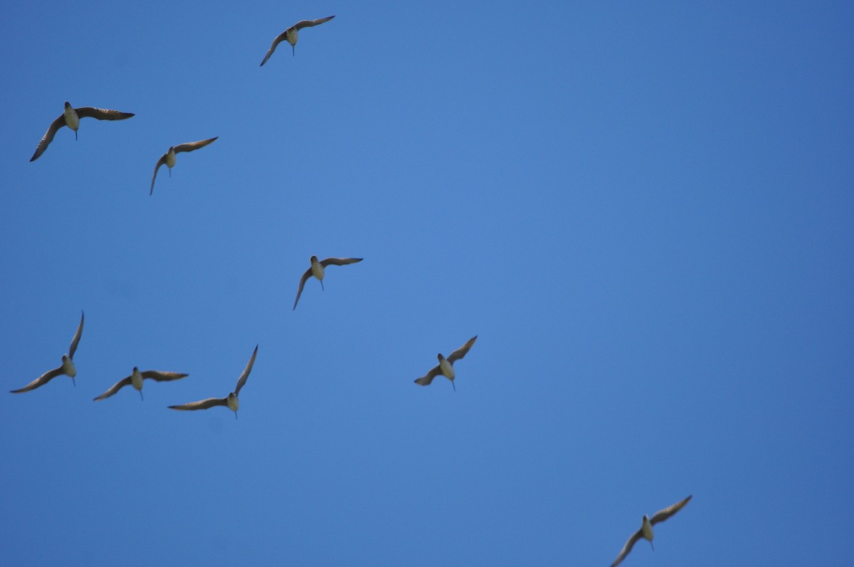 Whimbrel - Ann Mackey