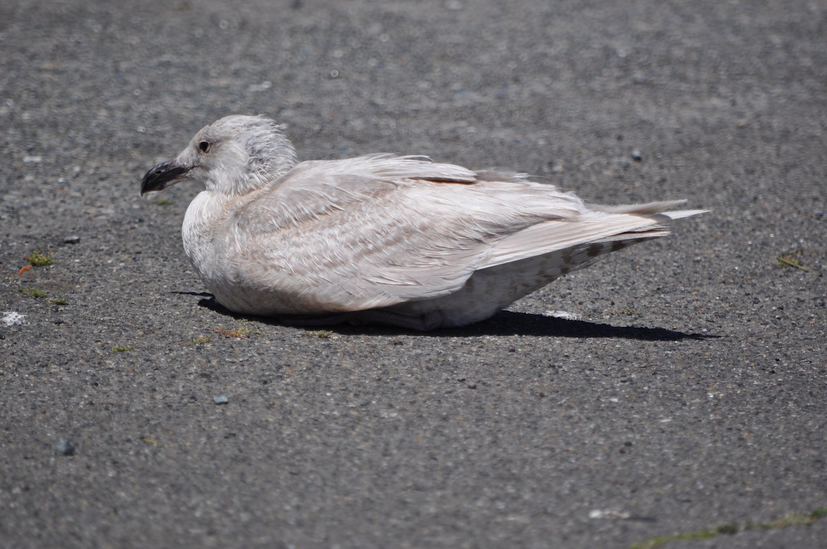 Glaucous-winged Gull - Ann Mackey