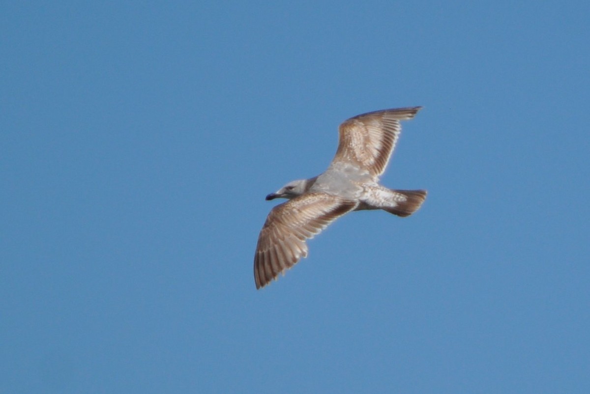 Goéland d'Audubon - ML543352811