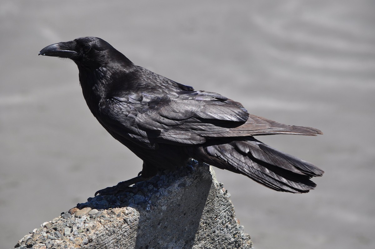 Common Raven - ML543352931