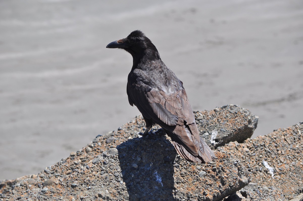 Common Raven - ML543352951