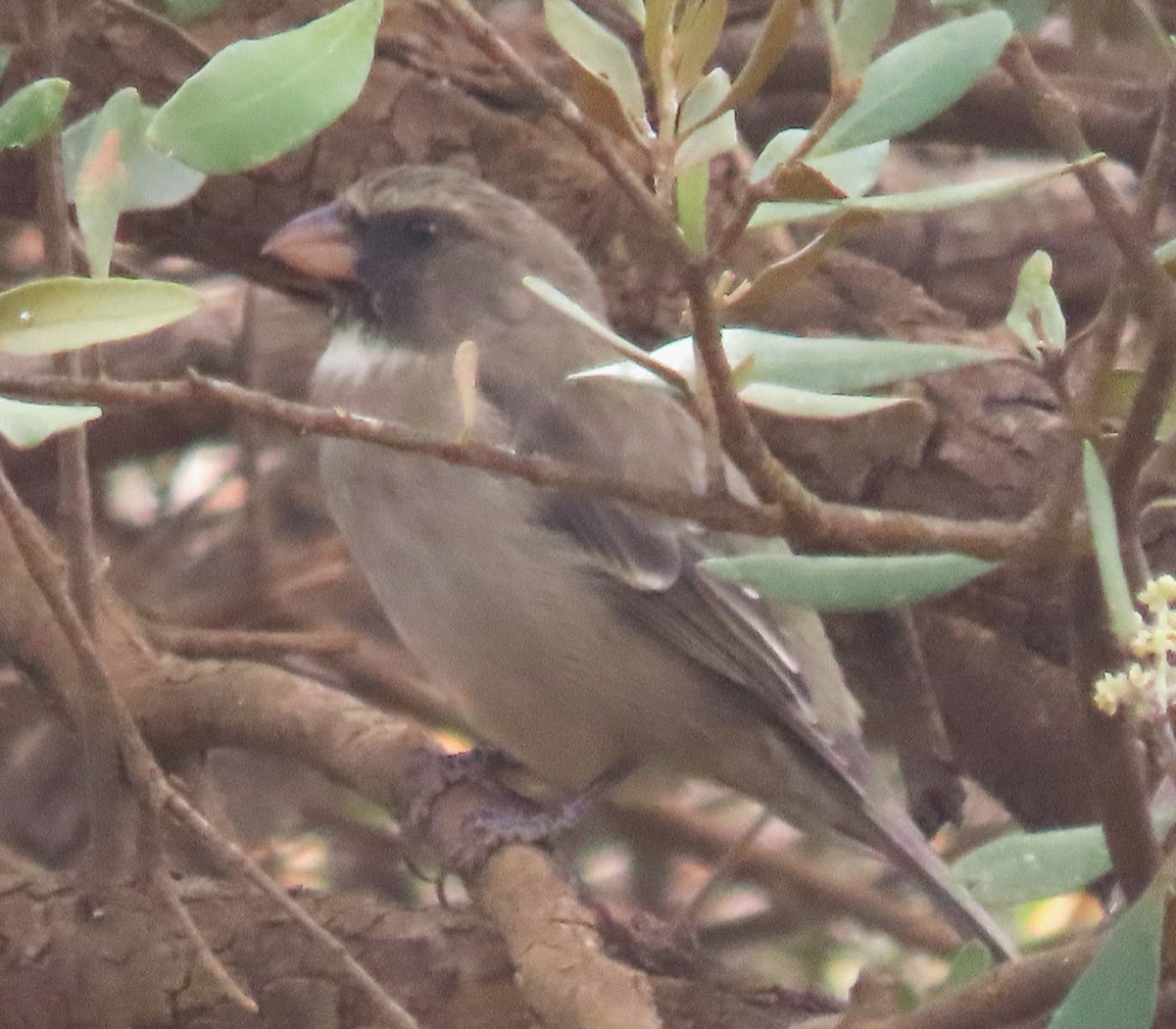 Serin bifascié - ML543353641