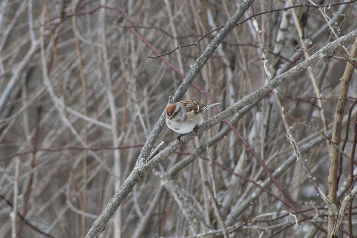 Bruant hudsonien - ML543354301