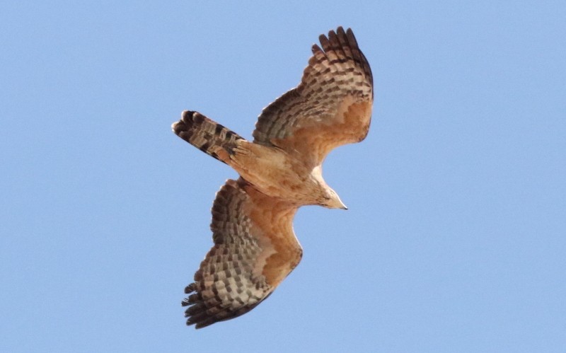 Oriental Honey-buzzard - ML543354861