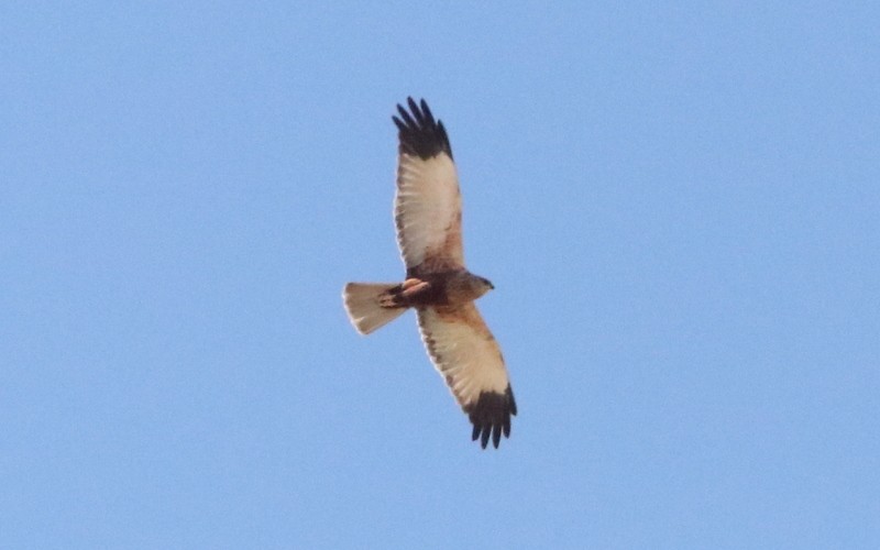 Western Marsh Harrier - ML543355141