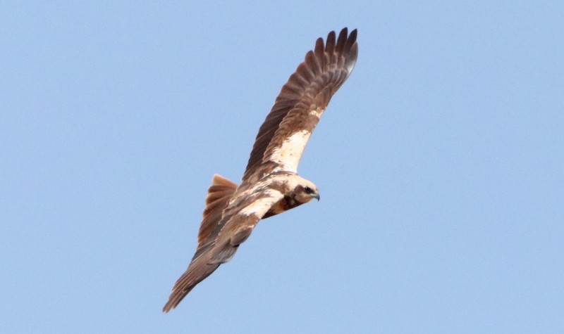 Western Marsh Harrier - ML543355211