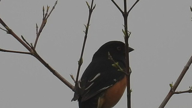 Eastern Towhee - ML543355311