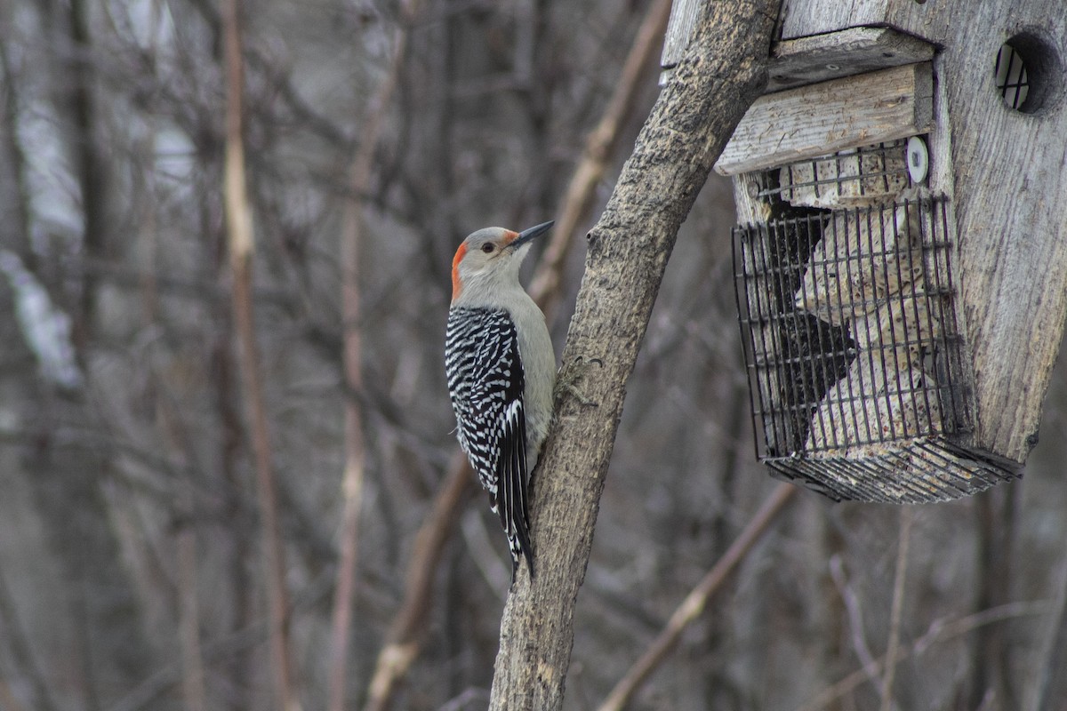 Pic à ventre roux - ML543356471