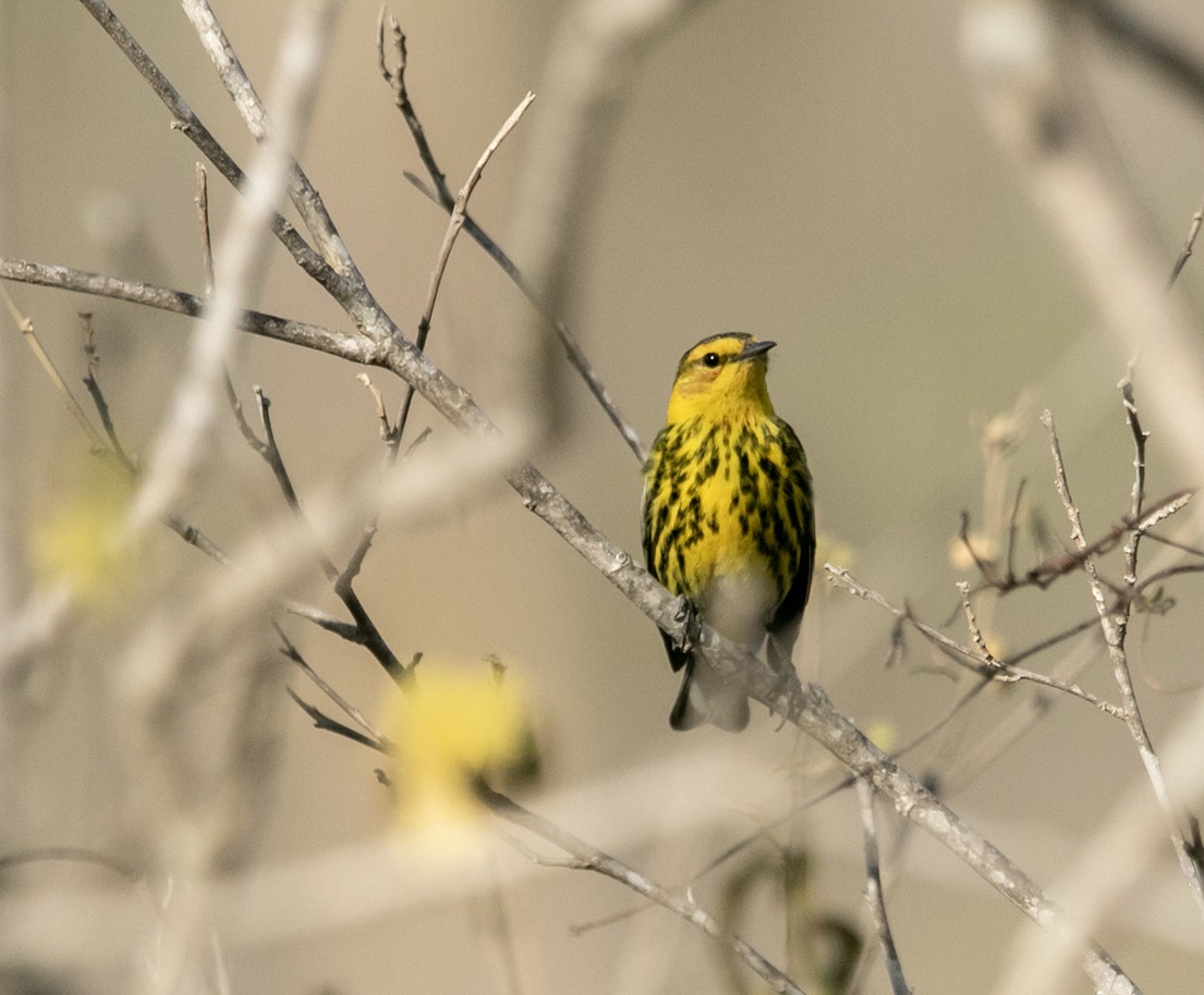 Cape May Warbler - ML543357371