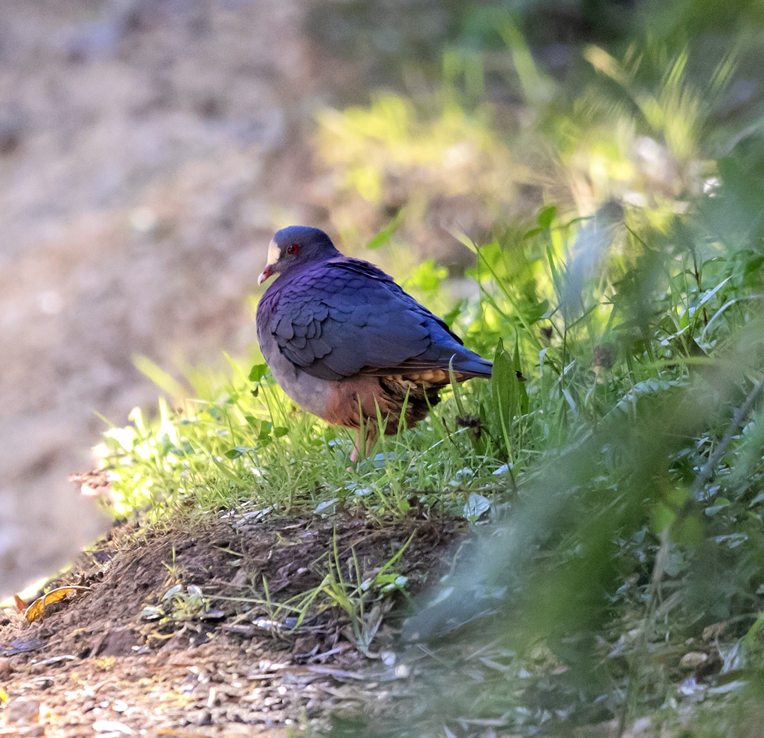 White-fronted Quail-Dove - ML543358461