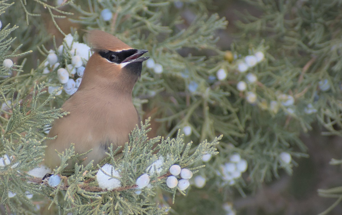Cedar Waxwing - ML543360331
