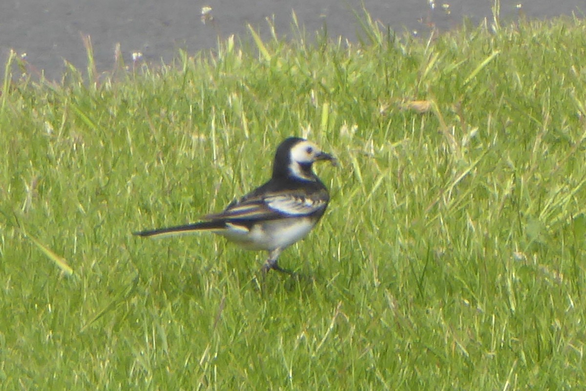 White Wagtail - Christine D