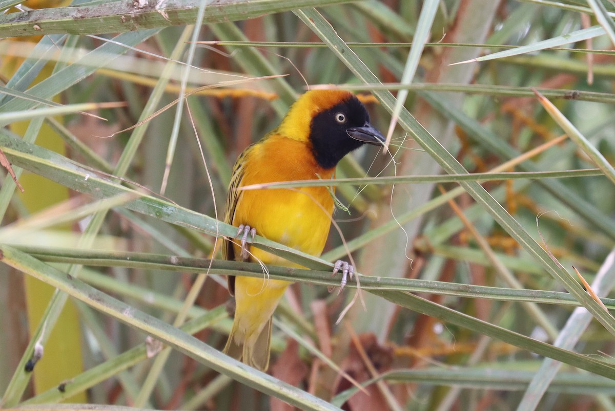 Lesser Masked-Weaver - ML543362601