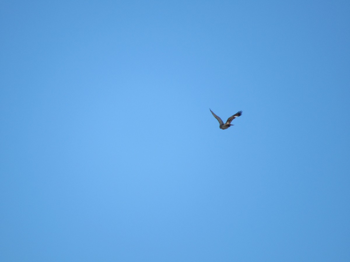 Red-tailed Hawk - ML543363021