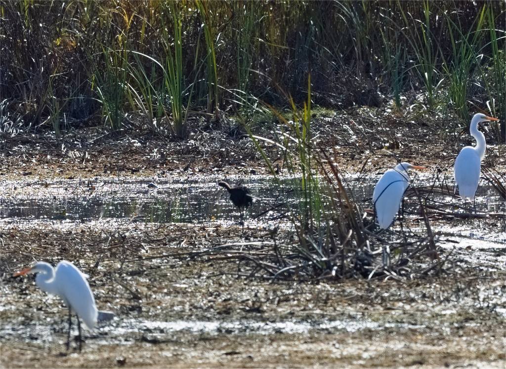 Glossy Ibis - ML543363831