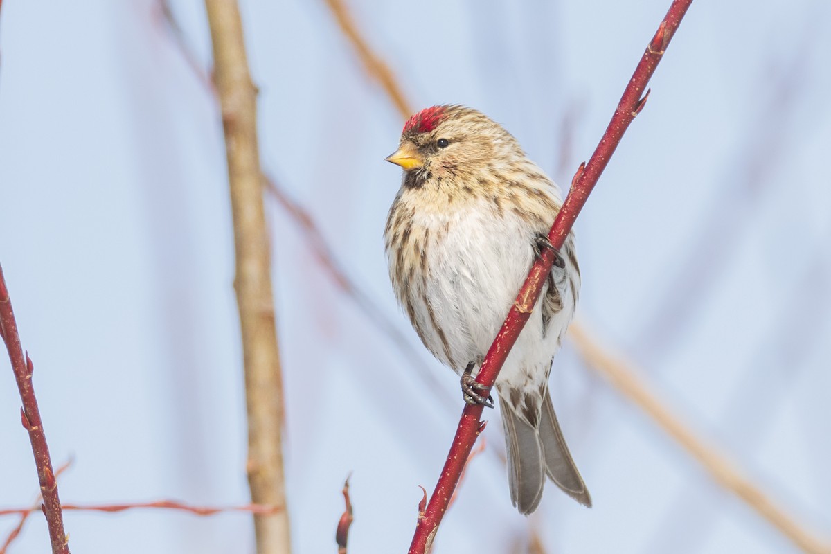 Common Redpoll - ML543365741