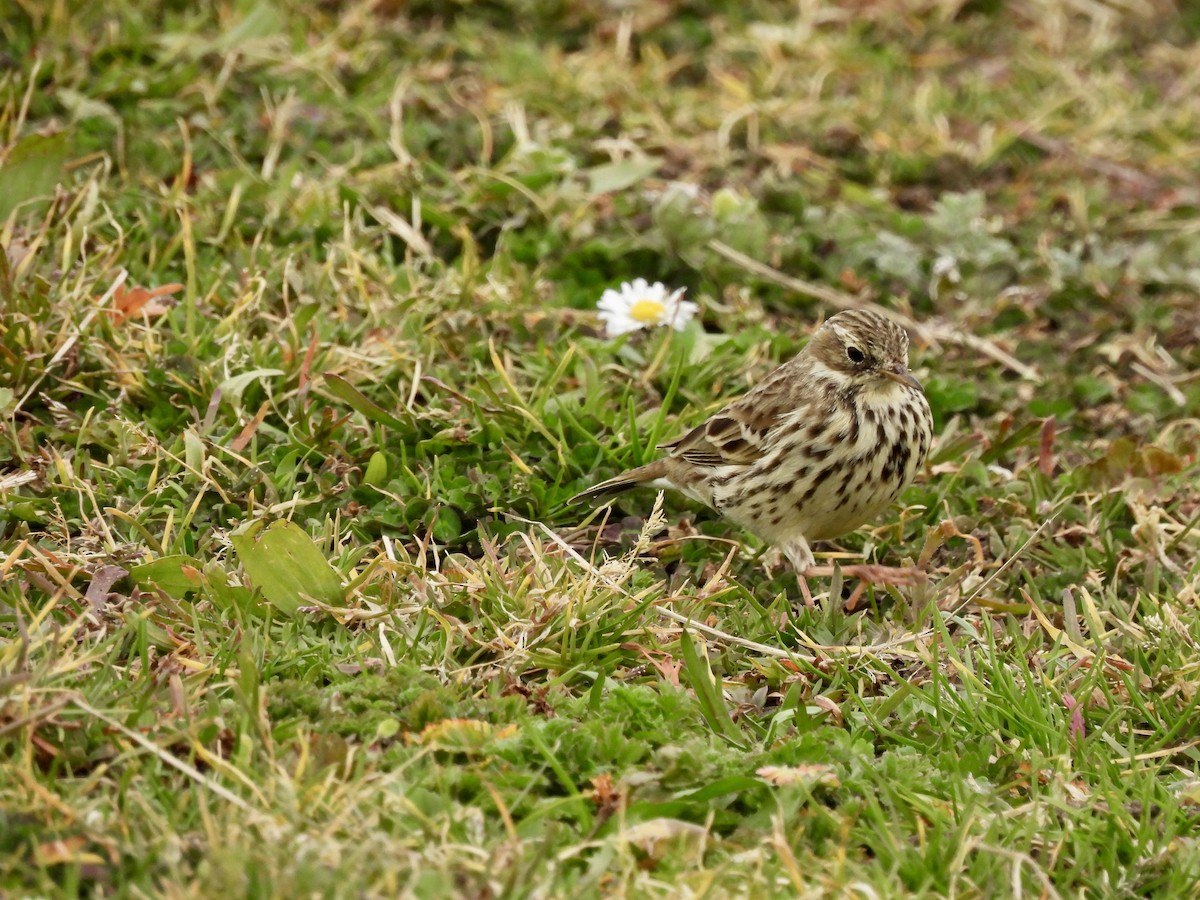 Meadow Pipit - ML543365921