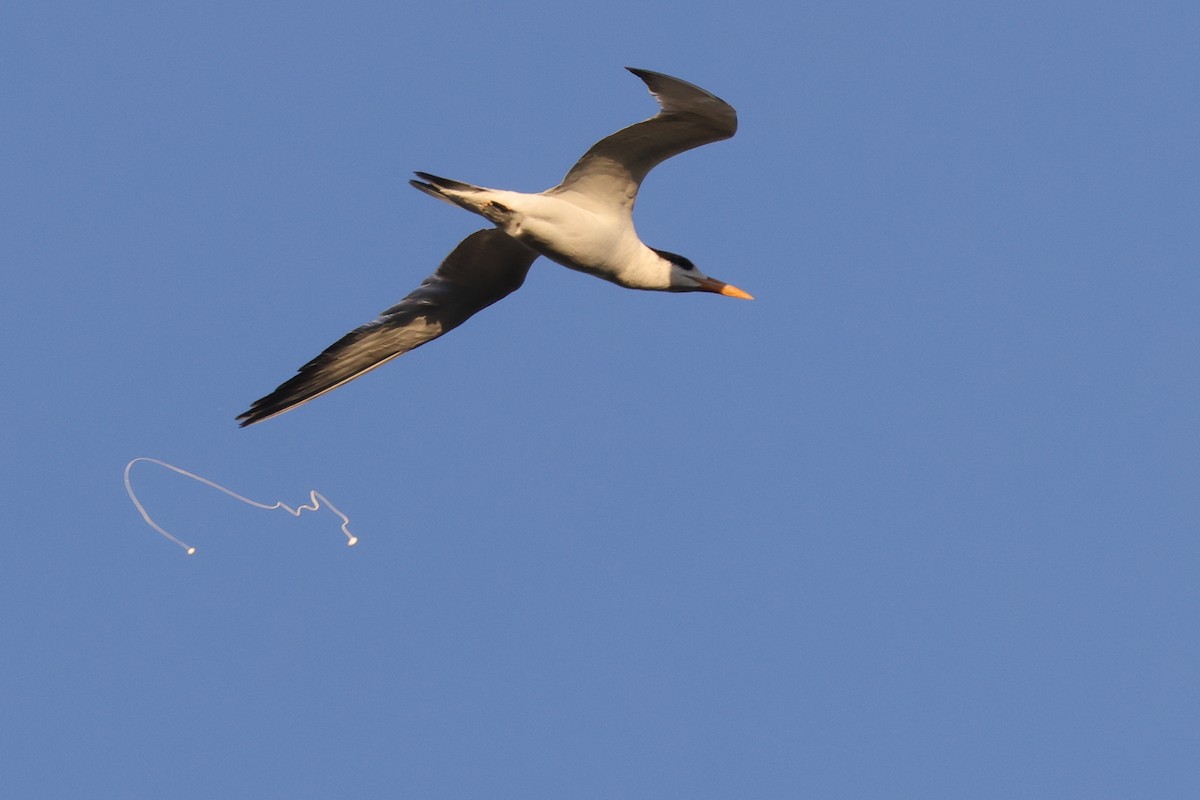 Royal Tern - ML543366661