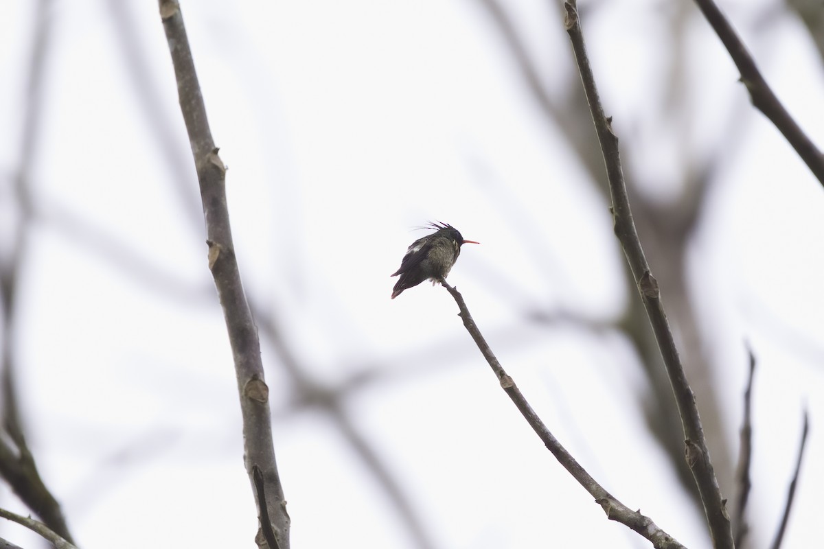 Black-crested Coquette - ML543367211