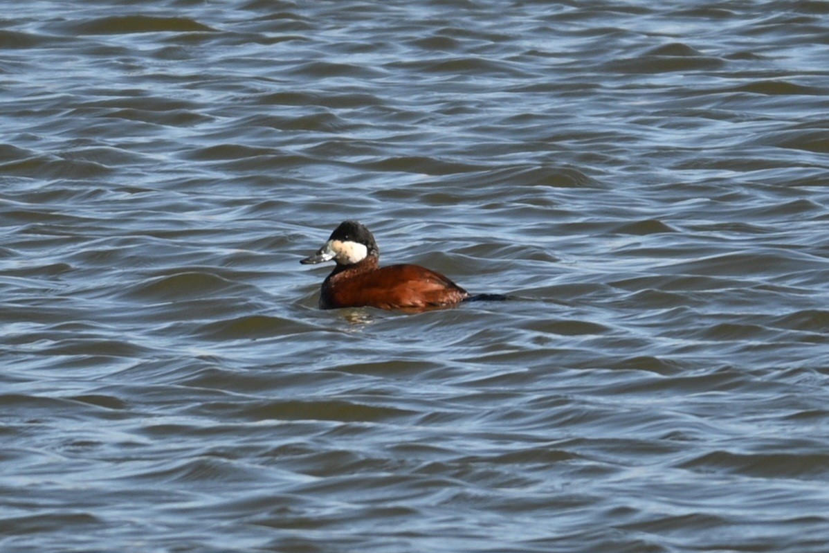 Ruddy Duck - ML543367481