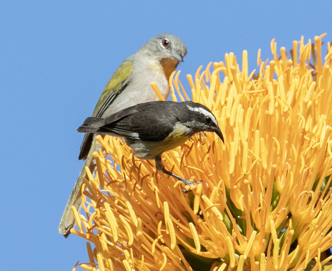 Bananaquit - ML543367621