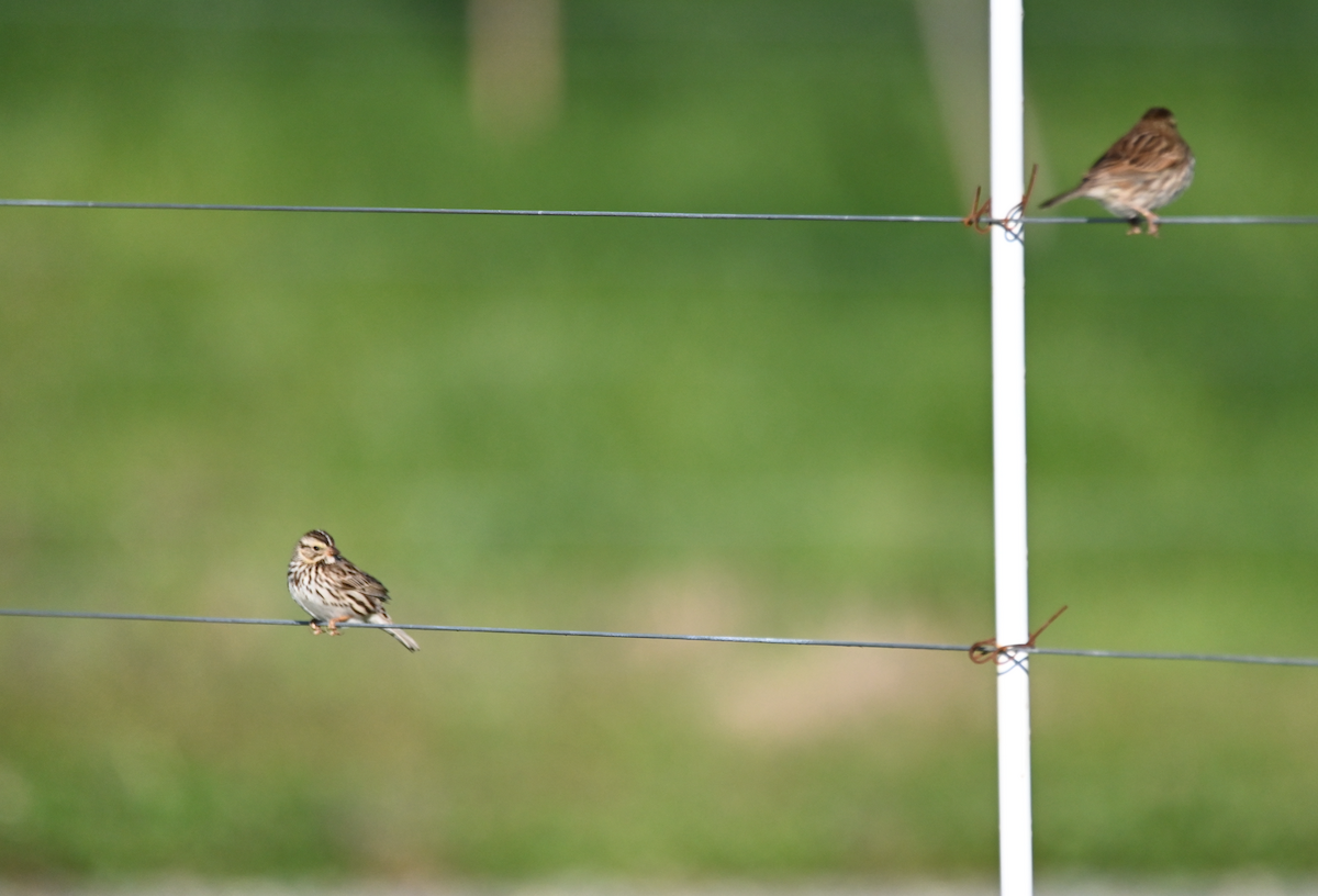 Savannah Sparrow - ML543367751