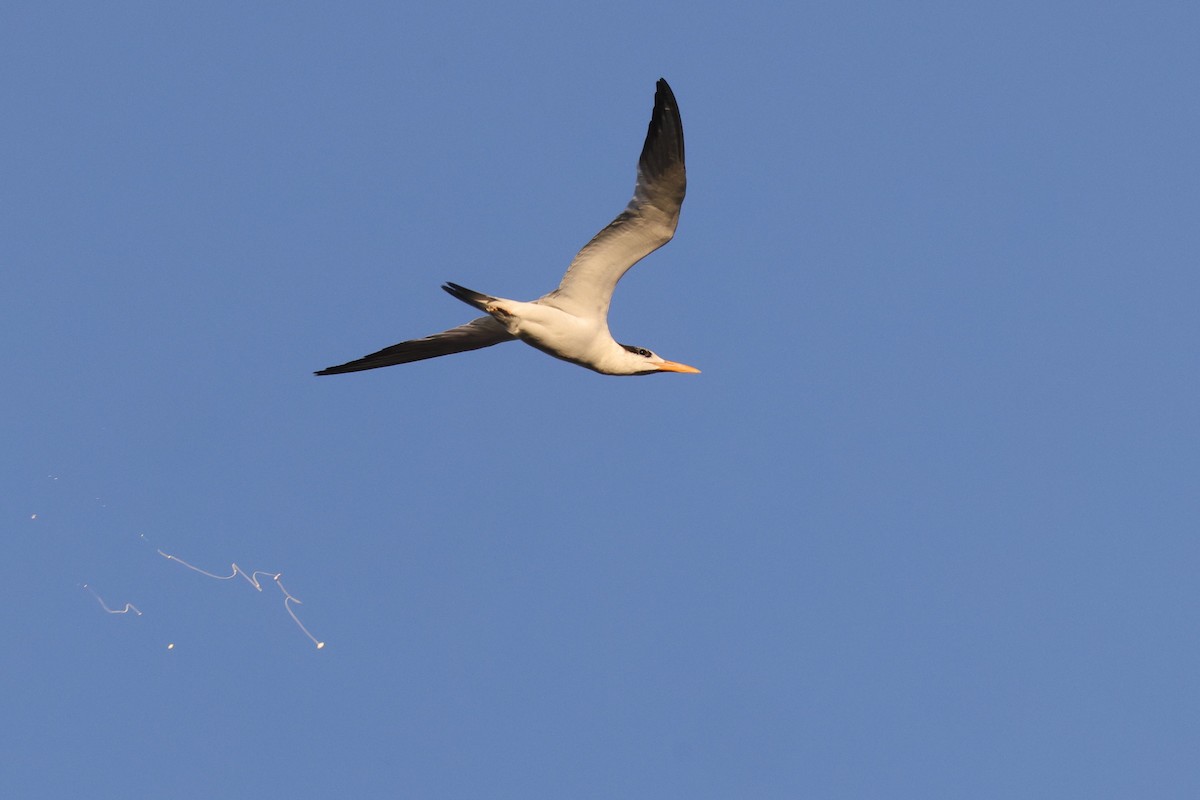 Royal Tern - ML543367811
