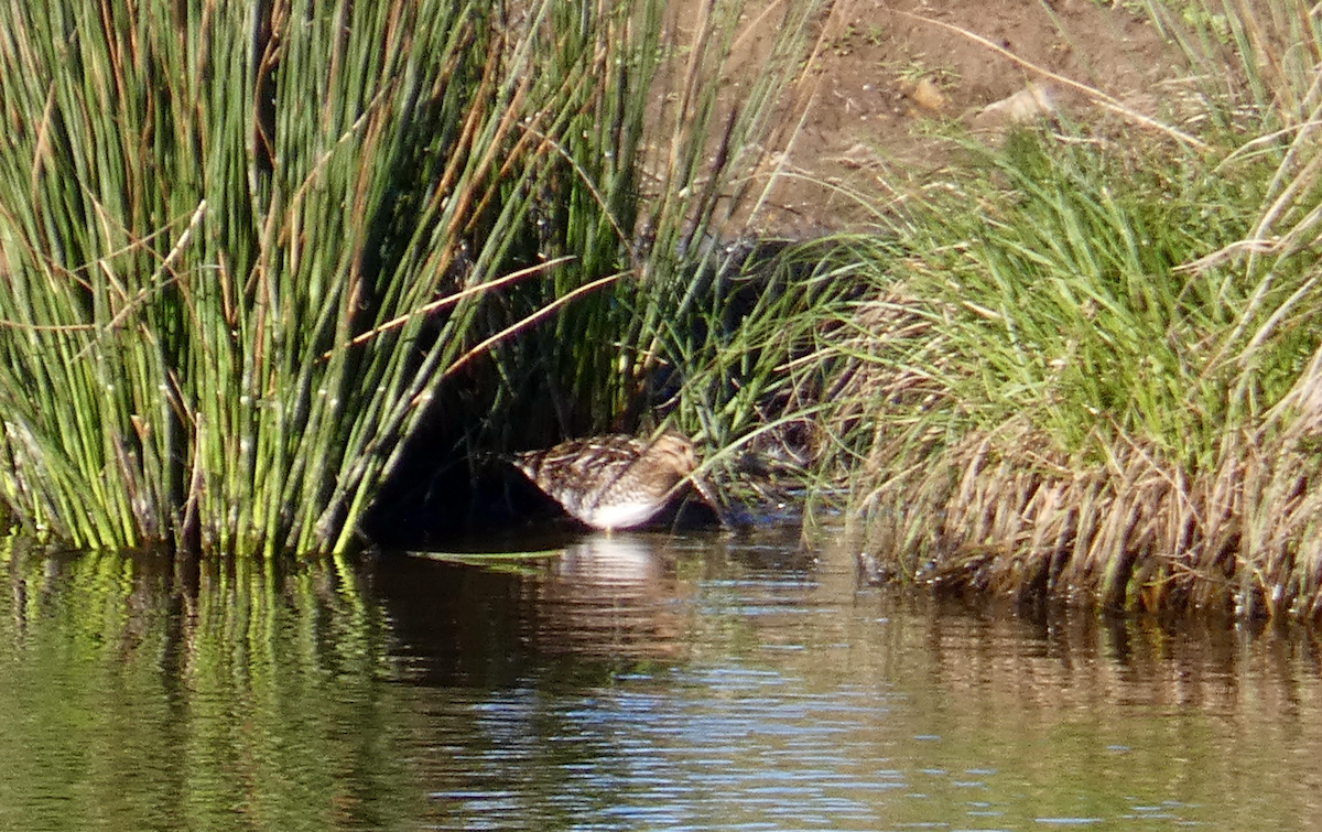 Wilson's Snipe - ML543367921