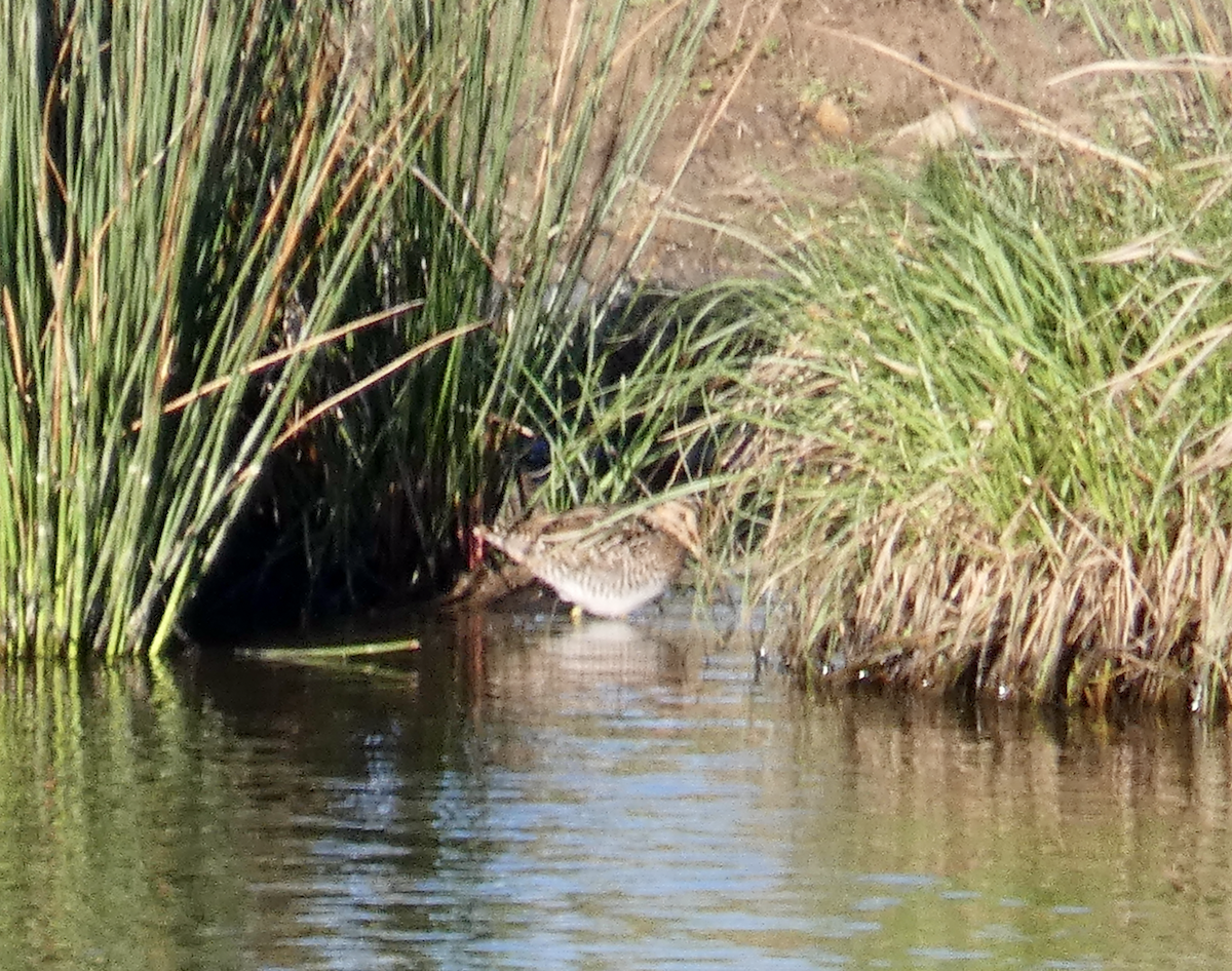 Wilson's Snipe - ML543368101