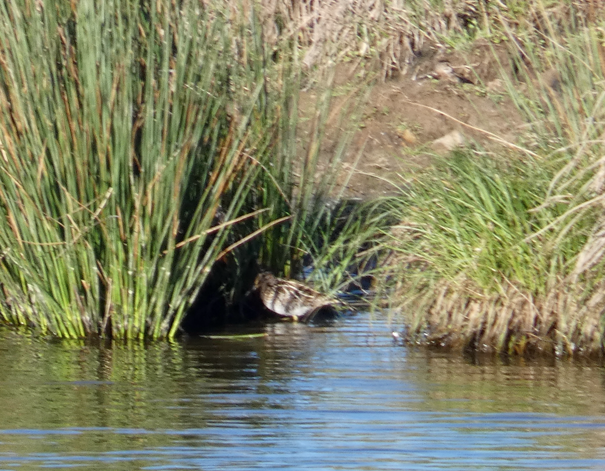 Wilson's Snipe - ML543368111