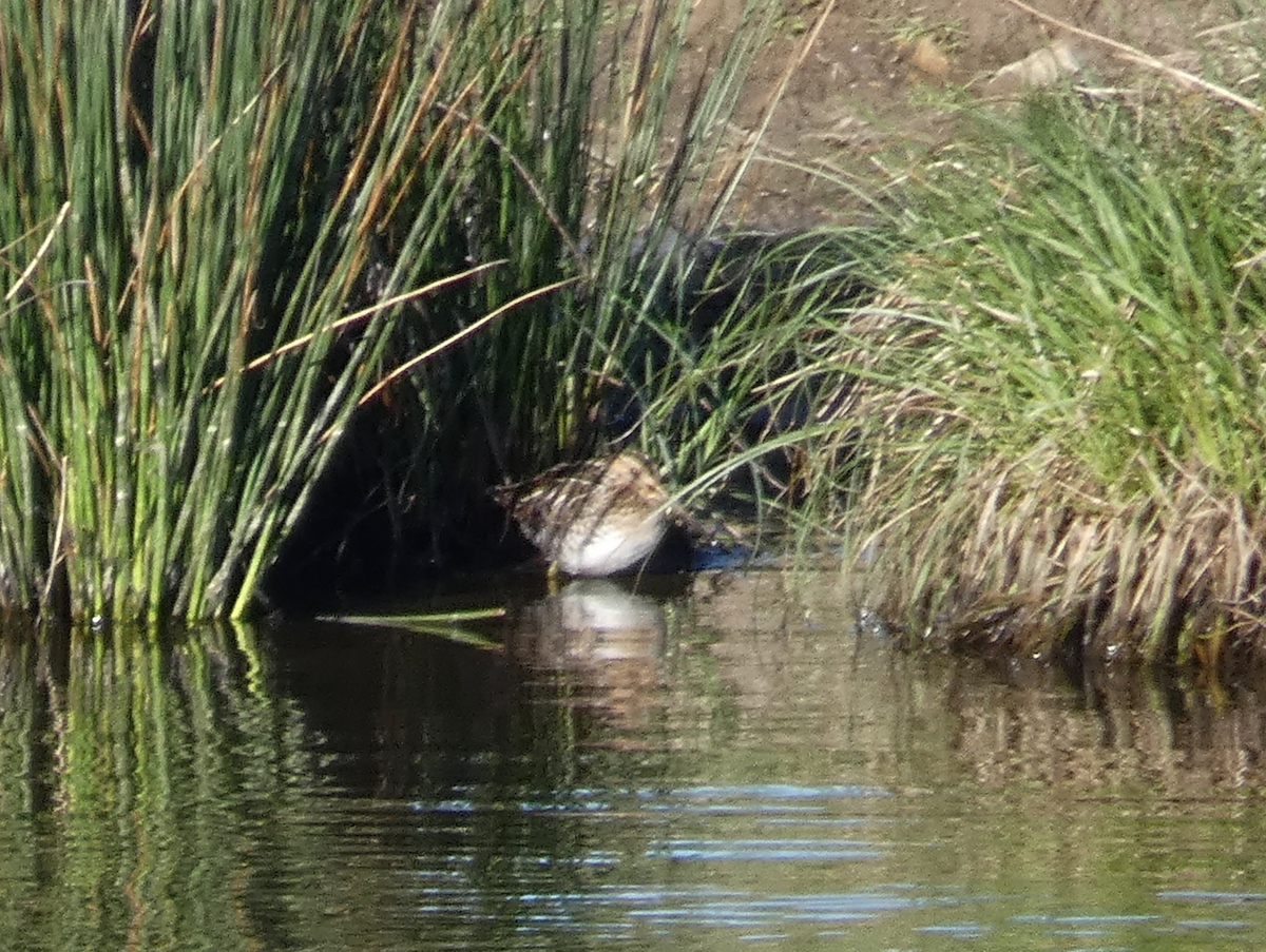 Wilson's Snipe - ML543368171