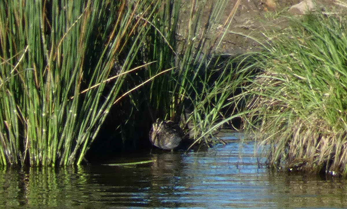 Wilson's Snipe - ML543368181