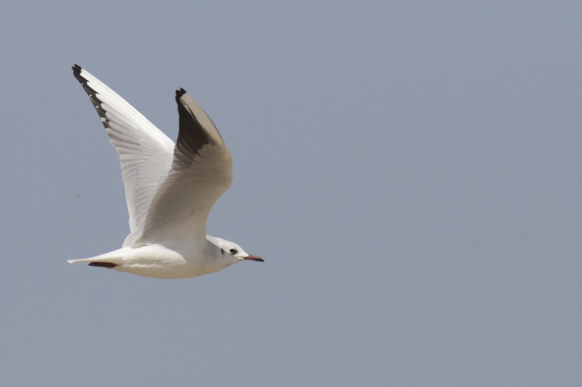 Black-headed Gull - ML54336911