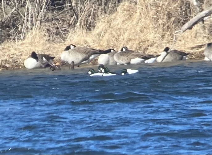 Common Goldeneye - ML543369301