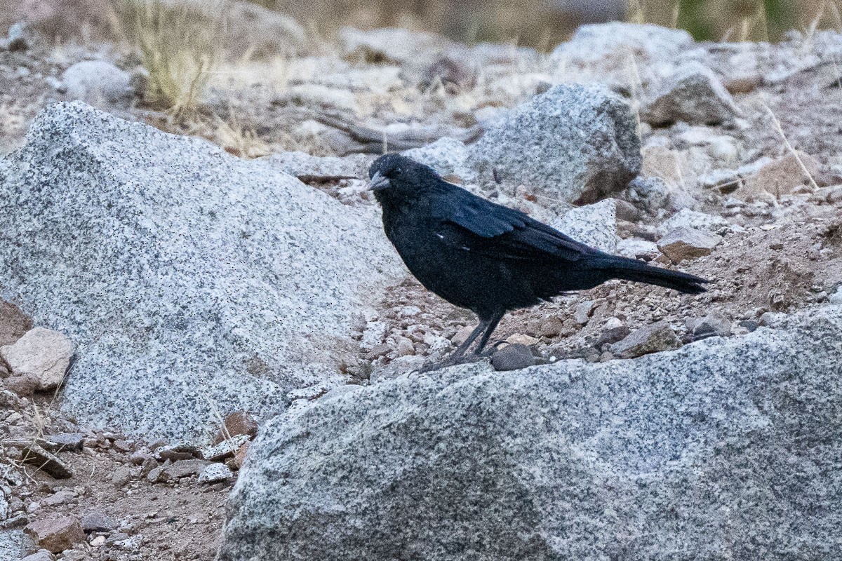 Shiny Cowbird - ML543369921