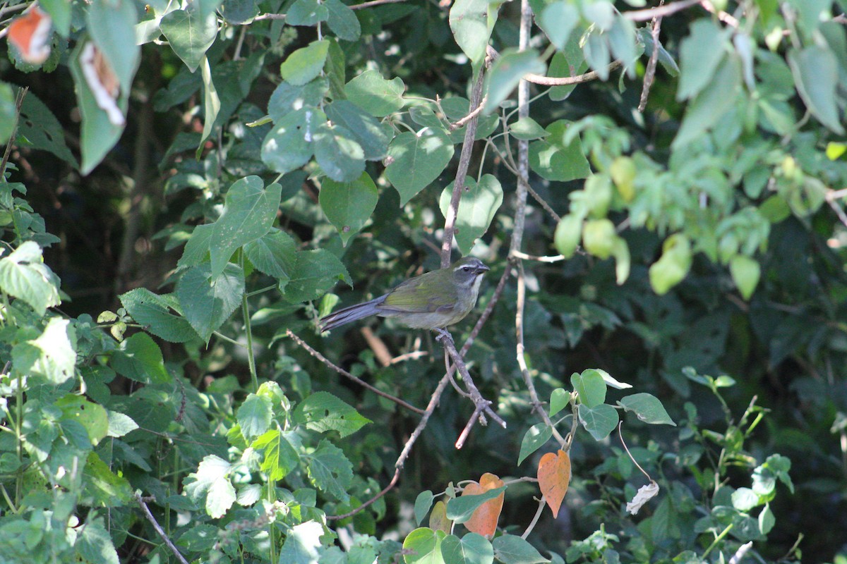 Green-winged Saltator - ML543370861