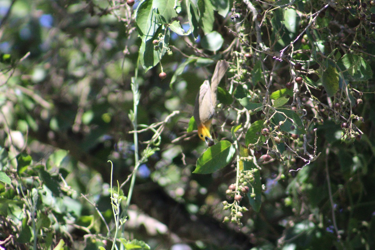 Orange-headed Tanager - ML543370961