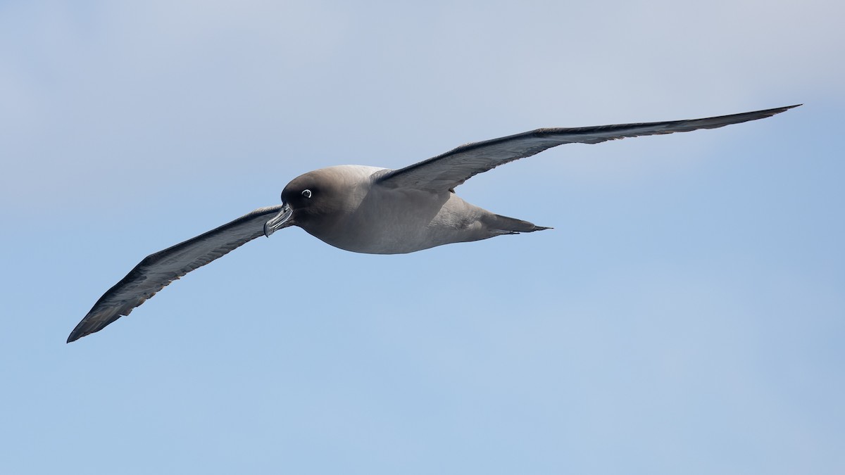 albatros světlehřbetý - ML543370981