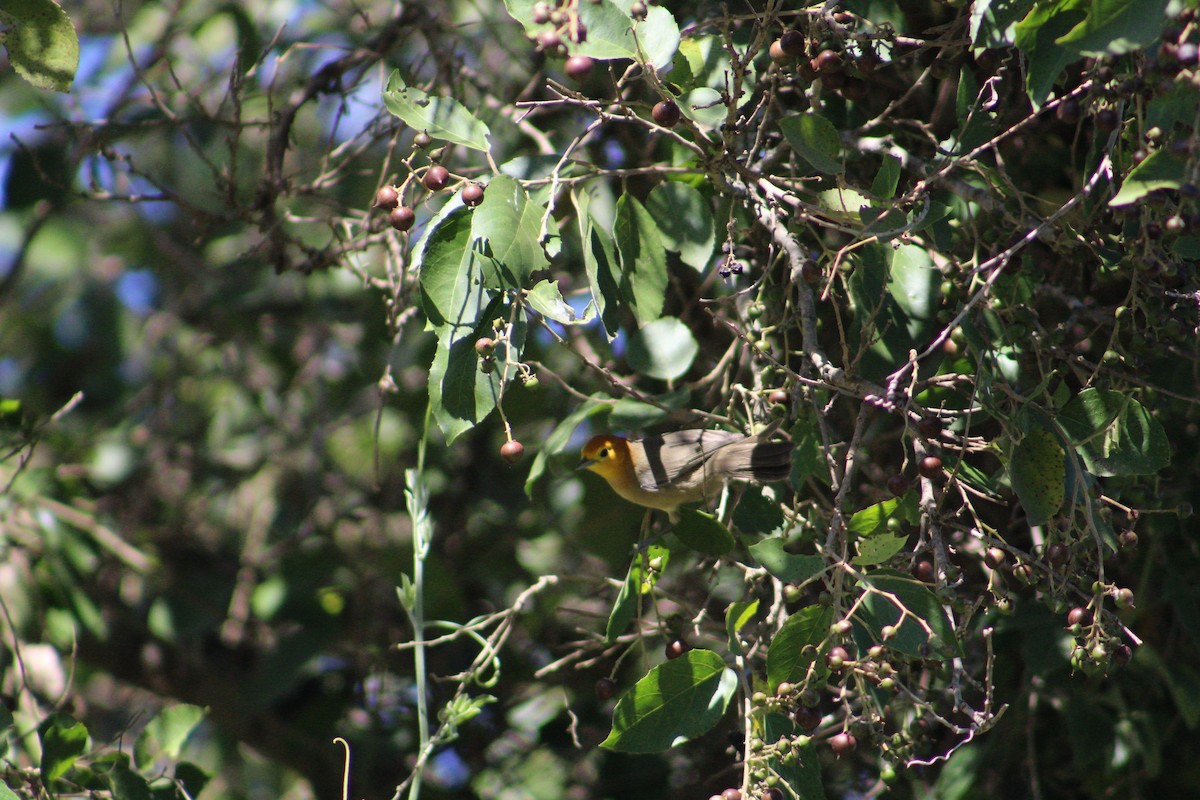 Orange-headed Tanager - ML543371061