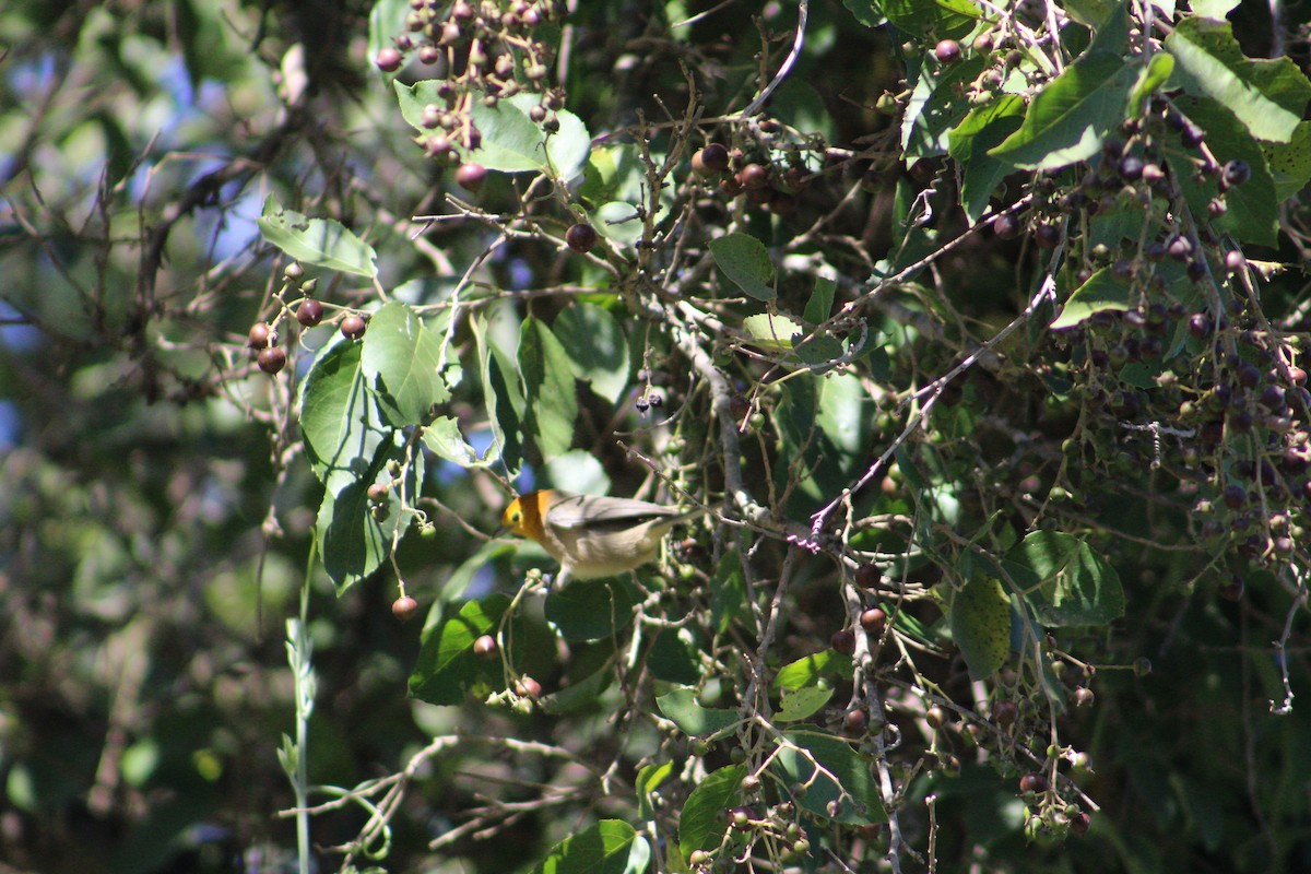 Orange-headed Tanager - ML543371081