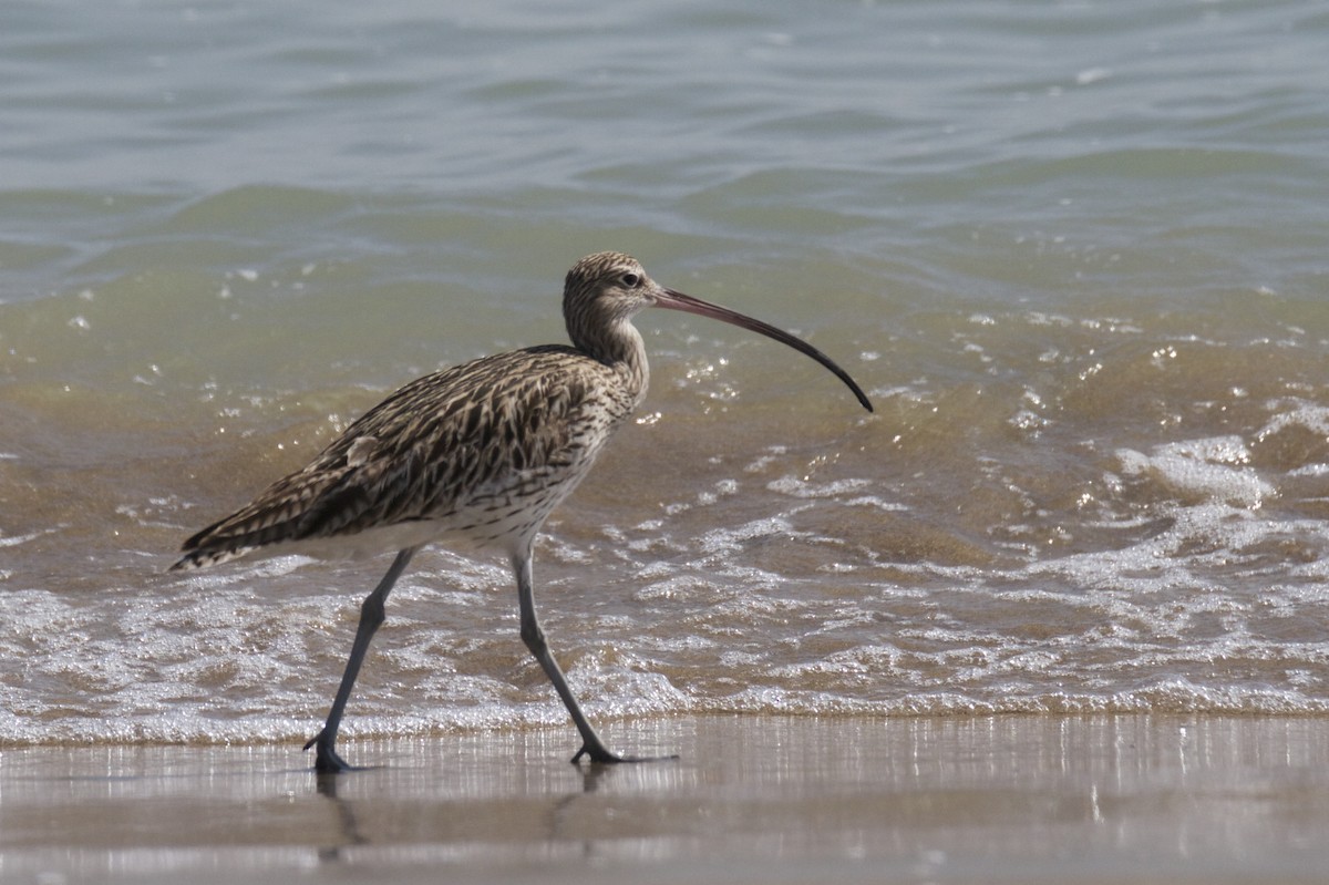 Eurasian Curlew - ML54337121