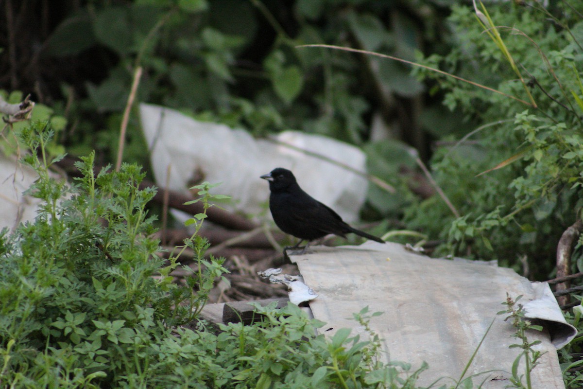 Tangara Negra - ML543371351